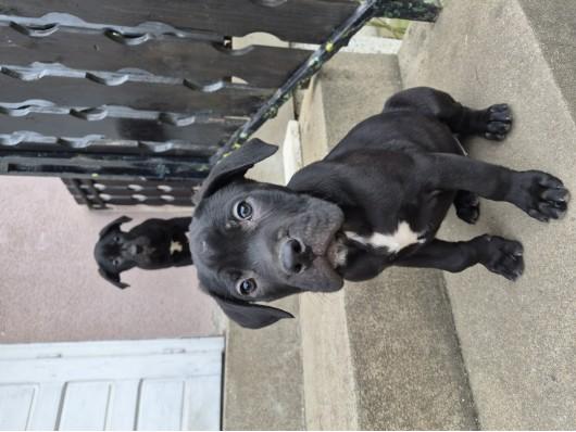 Bandog štenci na prodaju